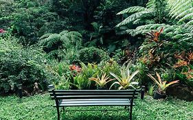Studio In The Rainforest